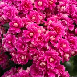 Kalanchoe  fleurs roses
